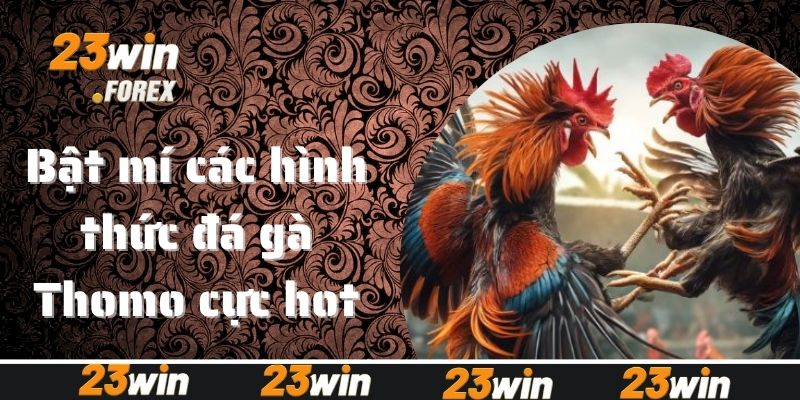 Bật mí cách hình thức đá gà Thomo cực hot 2025