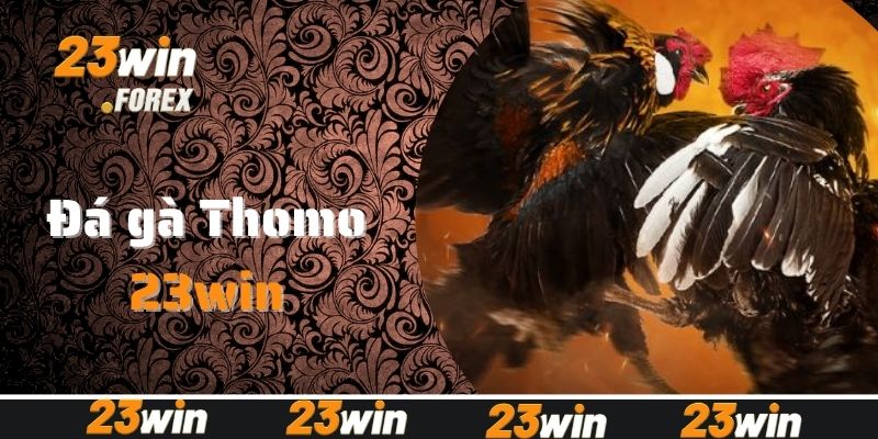 Đôi nét về hình thức đá gà Thomo đỉnh cao