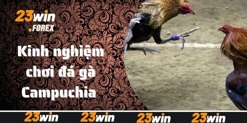 Kinh nghiệm chơi đá gà Campuchia 23win bách chiến bách thắng?