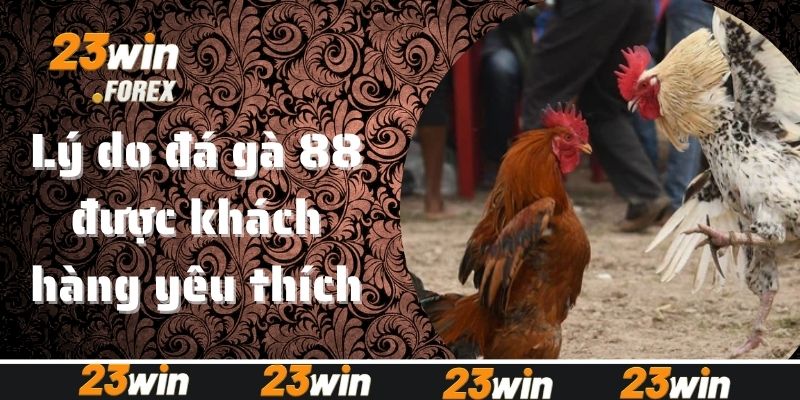 Lý do đá gà 88 được khách hàng yêu thích