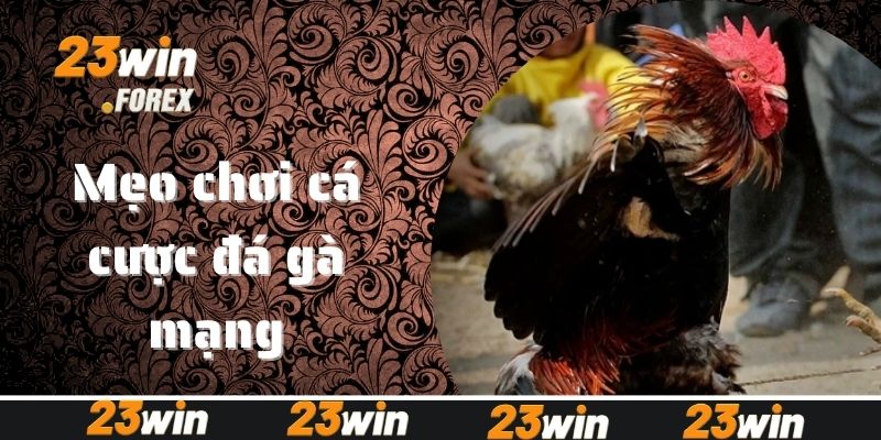 Mẹo chơi cá cược đá gà mạng hiệu quả thắng lớn dễ dàng