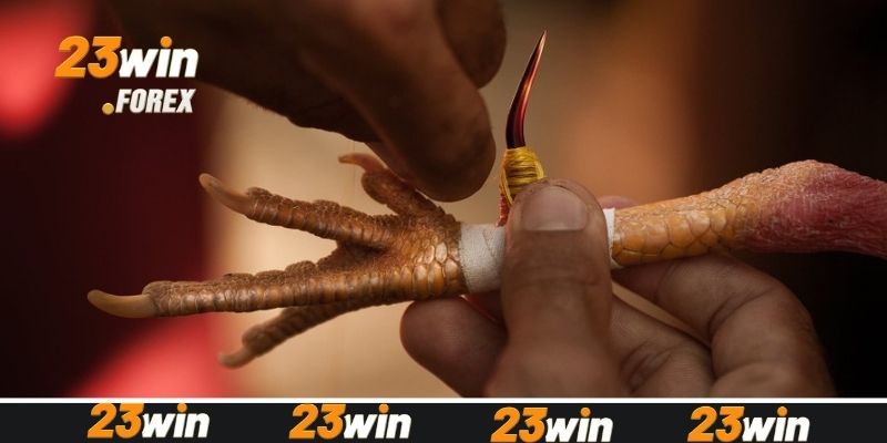 3 bước tham gia đá gà Thomo nhanh chóng tại 23win